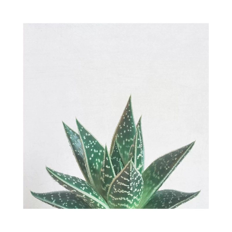 Aloe Tiki by Cassia Beck - Wrapped Canvas Print, 30.48 cm H x 30.48 cm W