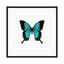 « blue papillon », impression sur toile tendue-21470795-74615994-74615995