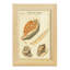 Coquilles de martini antique III sur papier-2027799087-2027799077