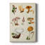 Mushroom Species VI - Gallery Cavas-117752010