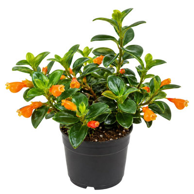 Gloriosa Goldfish Flowers Plants Pot
