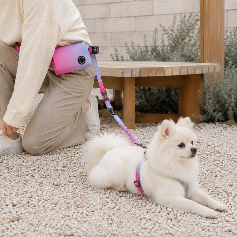 Laisse de course mains libres pour chien avec pochette à la taille, cordon élastique absorbant les chocs, deux poignées de contrôle, coutures réfléchissantes et pince de verrouillage