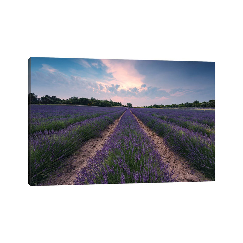 Lavender Paradise by Stefan Hefele - Wrapped Canvas Gallery-Wrapped Canvas Giclée, 20.32 cm H x 30.48 cm W
