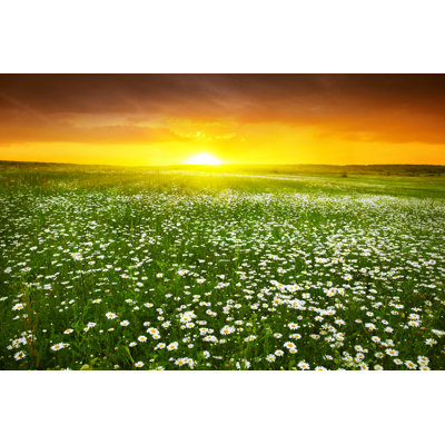 Daisy field 1 Piece Wrapped Canvas Wall Art