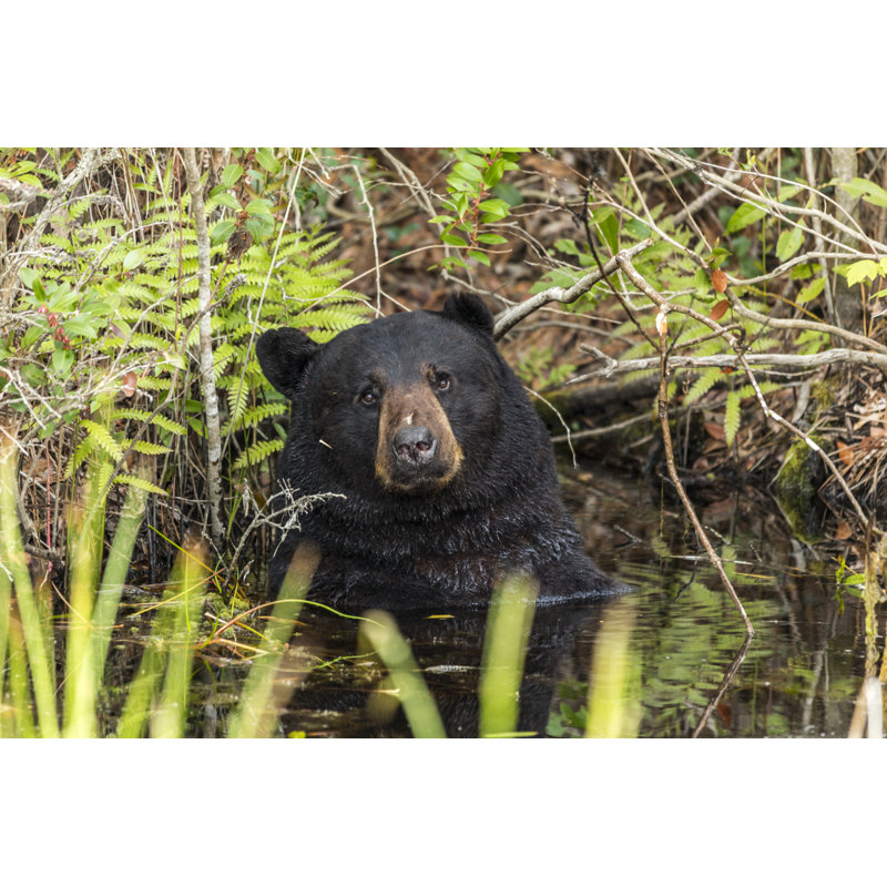 Gabel Bear by SL - Wrapped Canvas Print, 81cm H x 122cm W x 3.8cm D