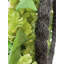 30" Artificial Light Green Hydrangea Wreath