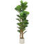 Plant-2104939306