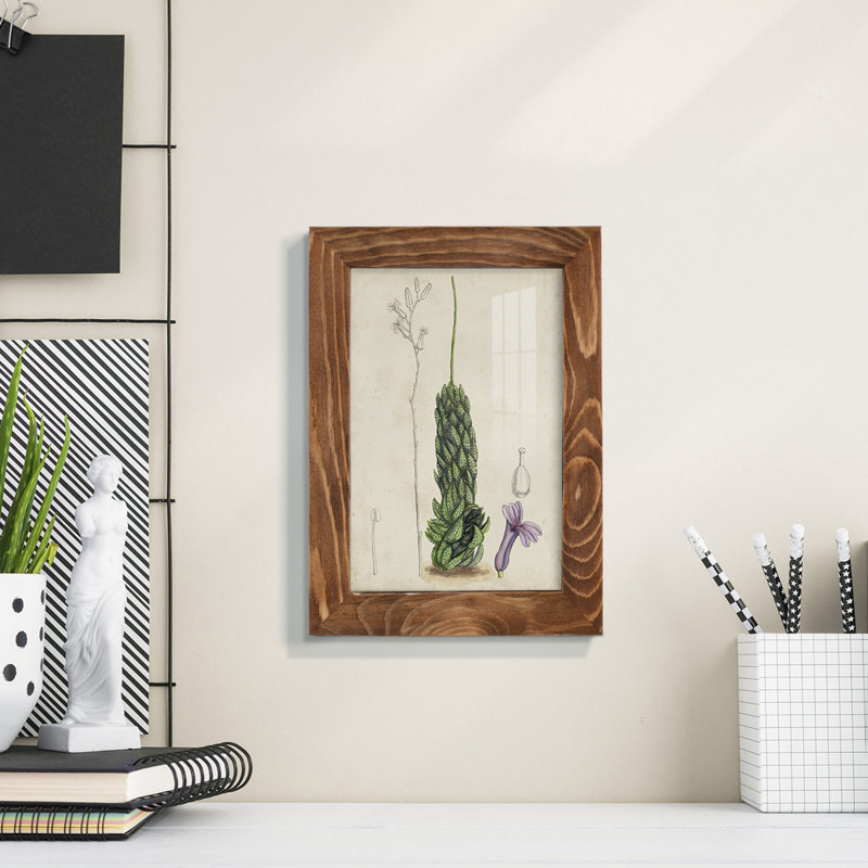 Antique Cactus IV, reproduction encadrée sur papier, H 6 po x l 4 po x P 1 po, Noyer