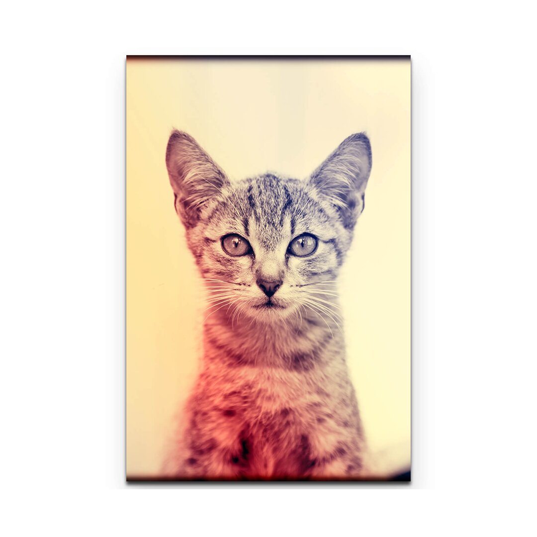 Leinwandbild Portrait - Baby Katze