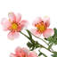 Artificial Floral Cosmos Sprays- 33" - Set Of 6-1897106581