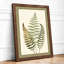 Study in Ferns Botanical - Framed Print-1857950283-1857950287