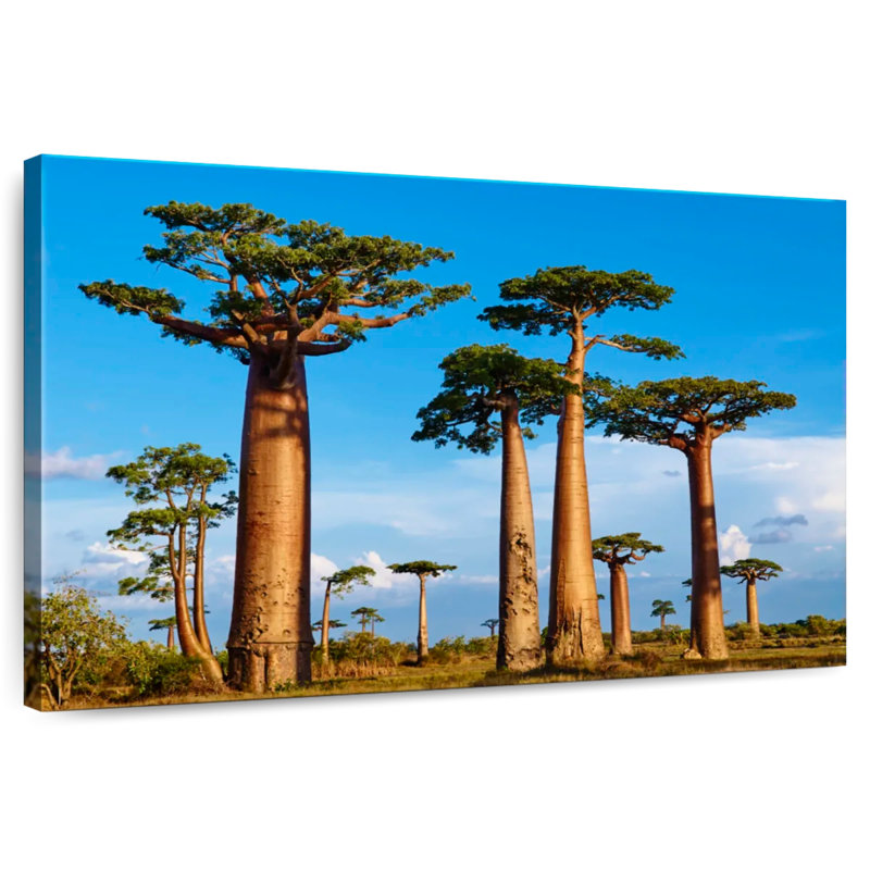 Morondava, forêt de Baobab, H 30 po x l 45 po