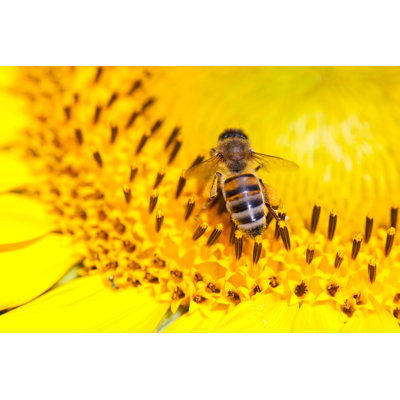 Almelo Bee by Grafimania - Wrapped Canvas Print
