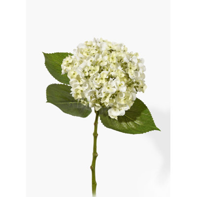 Jet hortensias