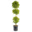 Topiary in Nursery Pot