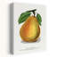 «Duchess D'angouleme Pear», art mural rétro rétro-899011404