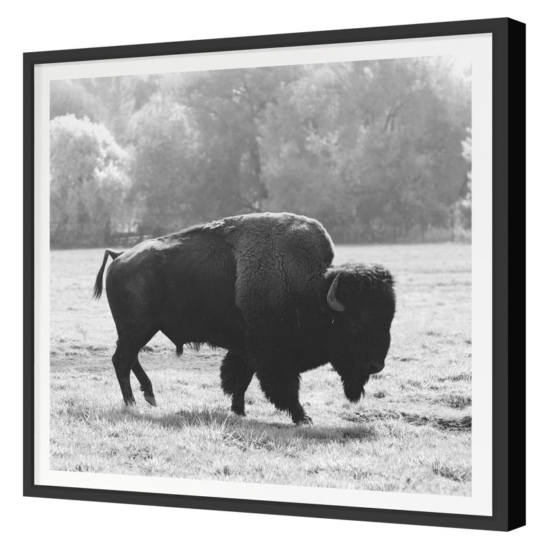 Bison Fall Print by Chris Dunker, 40" H x 40" W, Black Framed