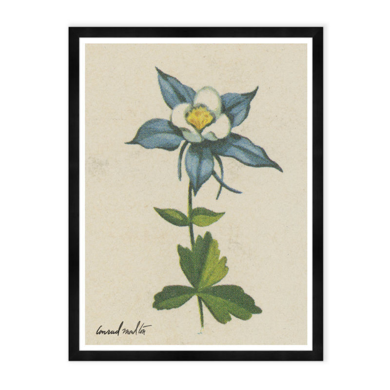 Moulton Collection " White Flower "