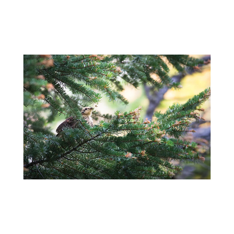 The Caterpillar by Mateusz Piesiak - Wrapped Canvas Print, 20.32 cm H x 30.48 cm W