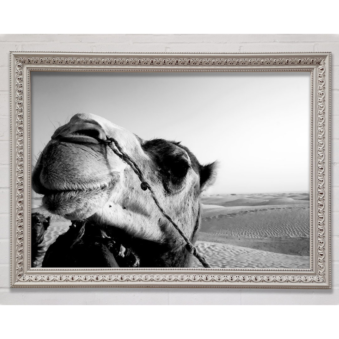 Heres Looking At You Camel - Einzelner Bilderrahmen Kunstdrucke