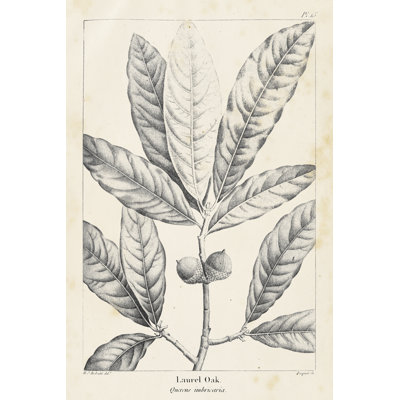 Vintage Laurel Oak Tree by Thomas Nuttall - Drawing