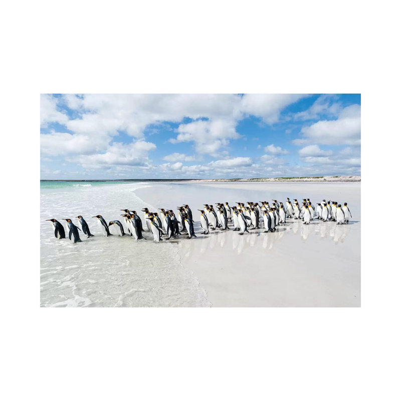 King Penguins Entering Sea, Volunteer Beach, East Falkland Island, Falkland Islands by Tui De Roy - Wrapped Canvas Print