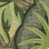 Caladium selected