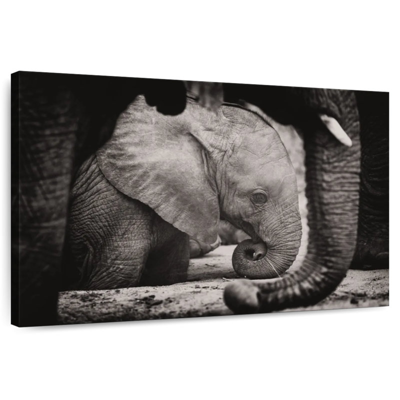 Brampt Napping Baby Elephant, 30" H x 45" W