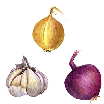 Watercolour Onions And Garlic by Cat_arch_angel - Wrapped Canvas Print