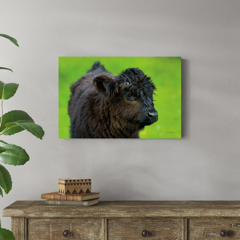 «Scottish Highland C bestell» par Alan Majchrowicz, reproduction de photo sur toile tendue, H 20 po x l 30 po