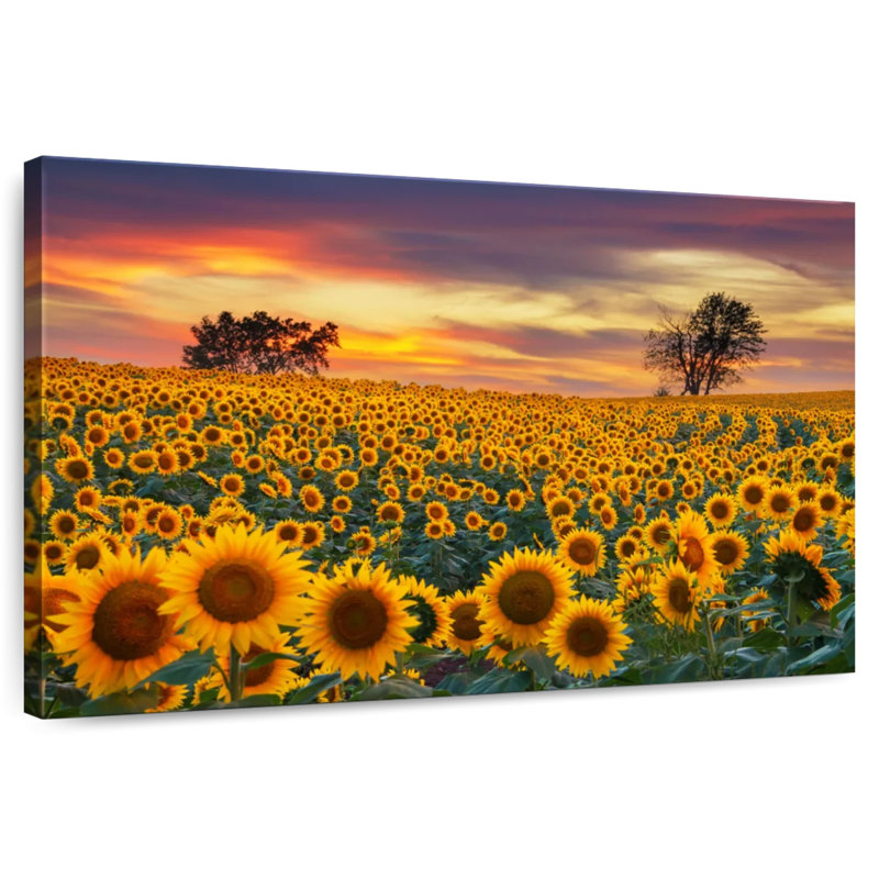 Crépuscule champ de tournesol Alvord, H 16 po x l 24 po