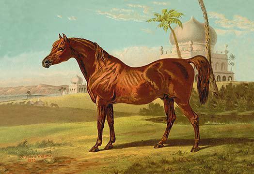 « goldie arabes » par samuel sidney, reproduction d’art