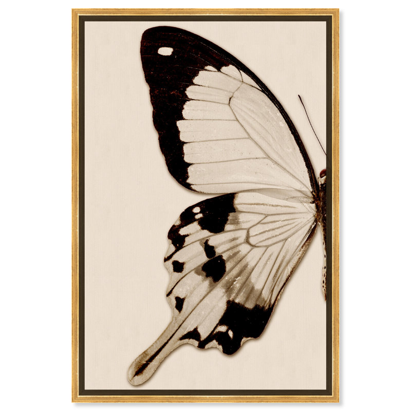 " Animals Sepia Butterfly I Insects ", 36" H x 24" W x 1.5" D, Gold Framed Canvas