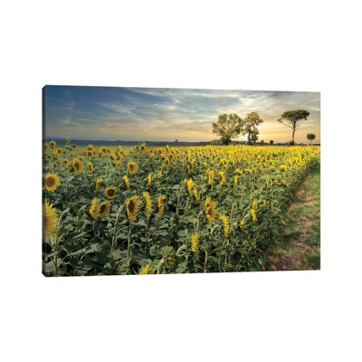 Cotona Sunflowers III 1 Piece Wrapped Canvas Wall Art