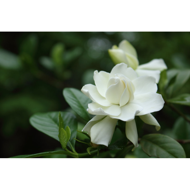 White Gardenia Flower by Mas042 - Wrapped Canvas Print, 30cm H x 46cm W