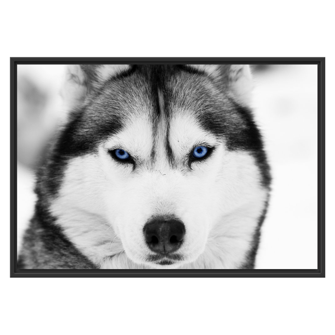 Gerahmtes Wandbild Husky mit blauen Augen