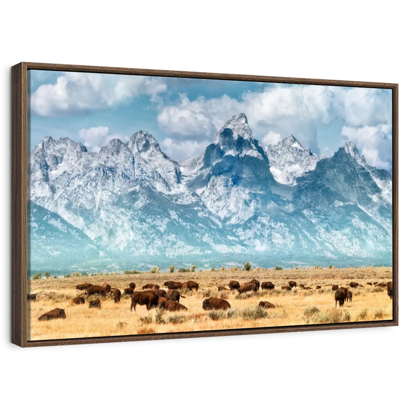 Troupeau de bisons à Grand Teton, 37 po x 25 po, Cadre flottant en noyer