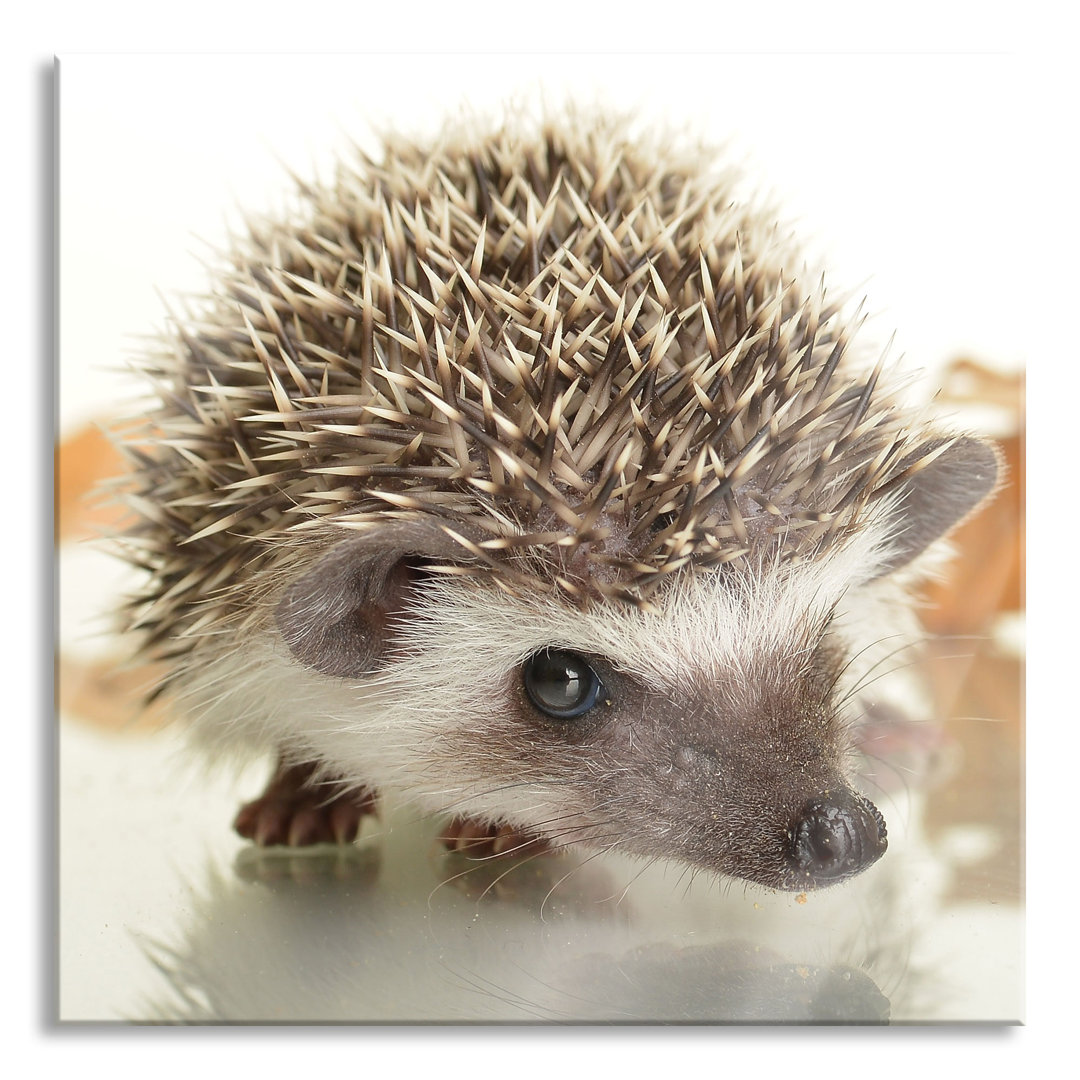 Ungerahmtes Foto auf Glas "Cute Hedgehog"