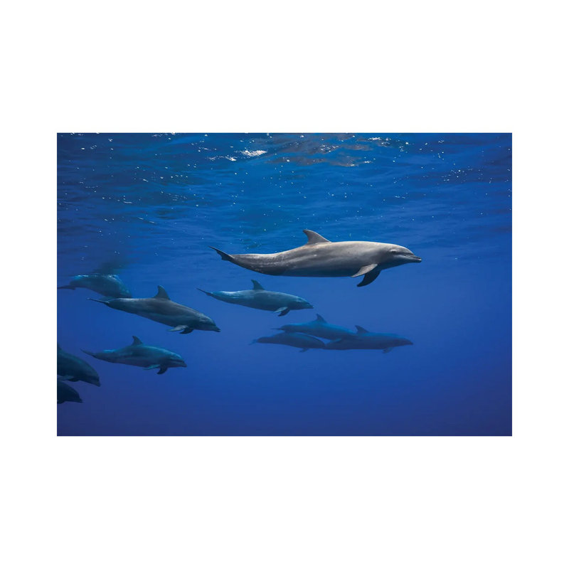 Dolphins by Barathieu Gabriel - Wrapped Canvas Photograph, 20.32 cm H x 30.48 cm W