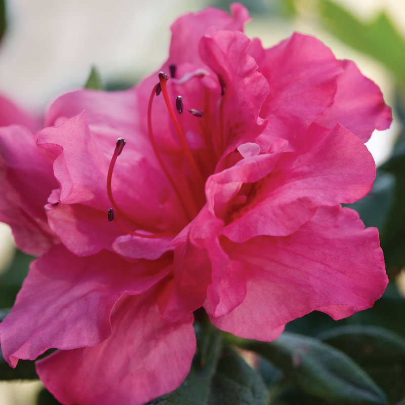 1 Gallon Autumn Rouge Encore Azalea - Reblooming Evergreen Shrub with Red-Pink Flowers