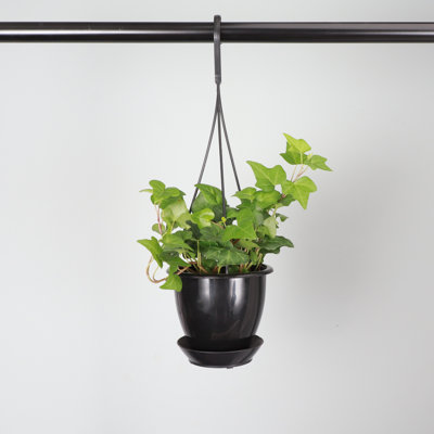Live Green Ivy Plant in Hanging Pot