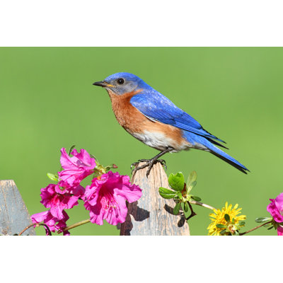 " Eastern Bluebird "