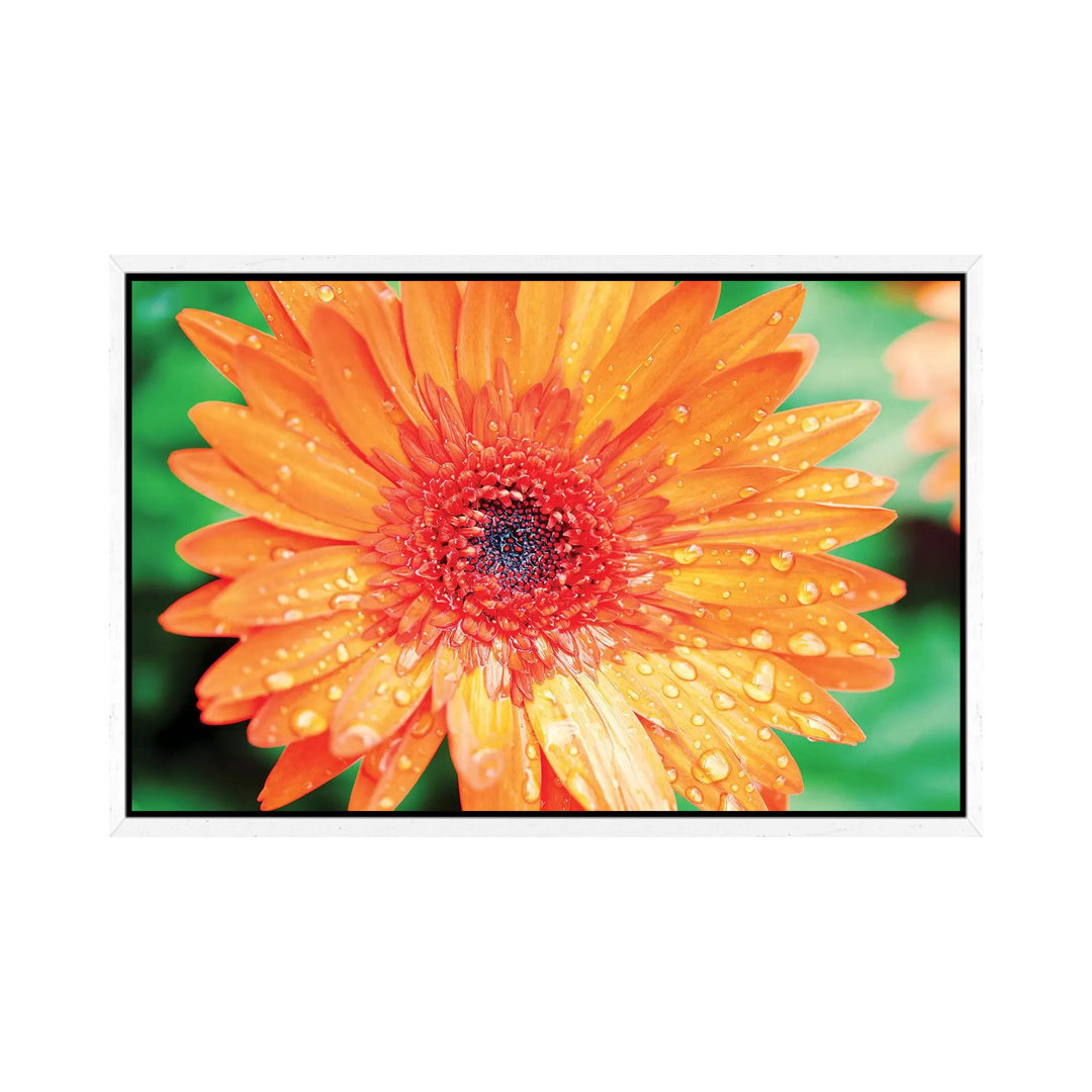 Orange Gerbera von Susan Bryant - Galerie-verpackte Leinwand Giclée auf Leinwand