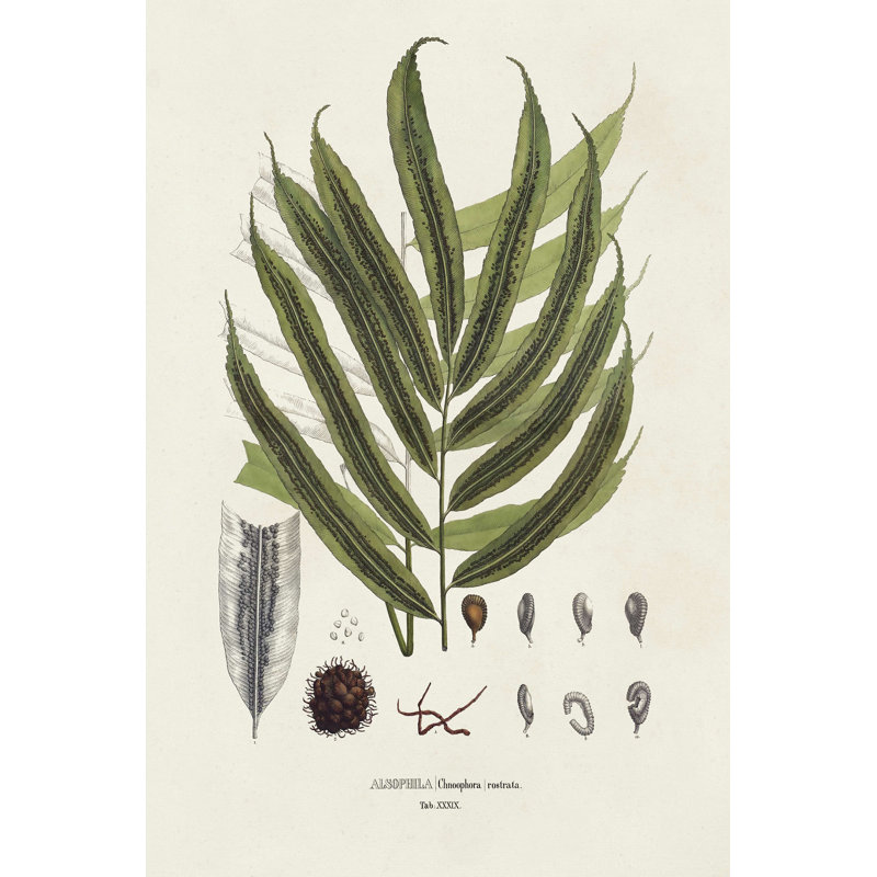 «Botanical Society Ferns II» par Vision Studio - impression sur toile tendue, L 12 po x H 18 po