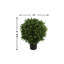 Ball-Shaped Boxwood Topiary In Plastic Liner