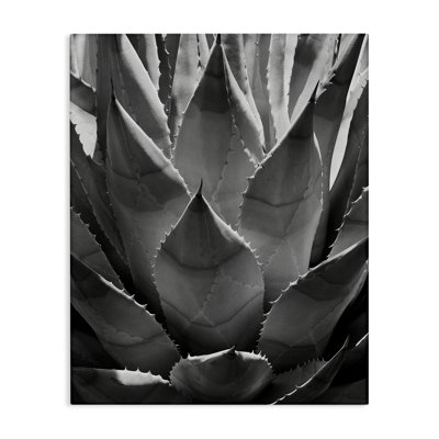 "Desert Plant", art mural sur toile par Chip Forelli
