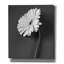«Fresh Cut Daisy II» par Debra Van Swearingen, art mural sur toile-1274757959