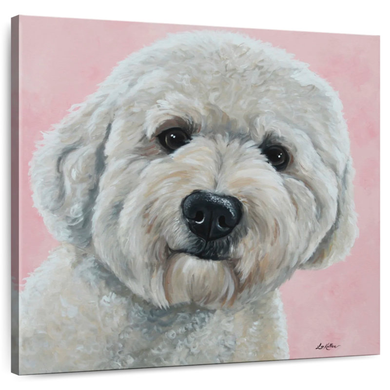 Labradoodle Brampt Hank sur fond rose