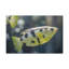 No Frame Print on Canvas-2021126422