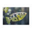 Wall Art on Canvas